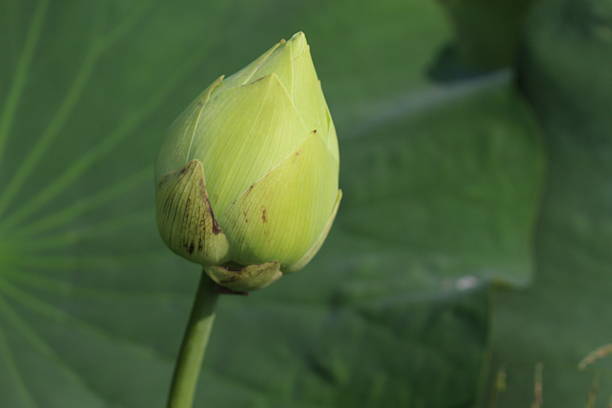 istock Close up of lotus flower 470177198