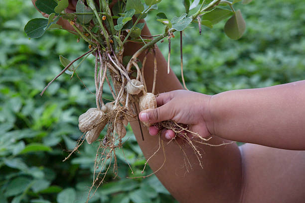 istock child hand hold peanut plant in a real farm 470178254