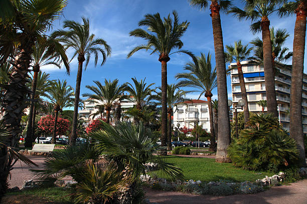 istock Palm trees on the Croisette in Cannes city 470178314