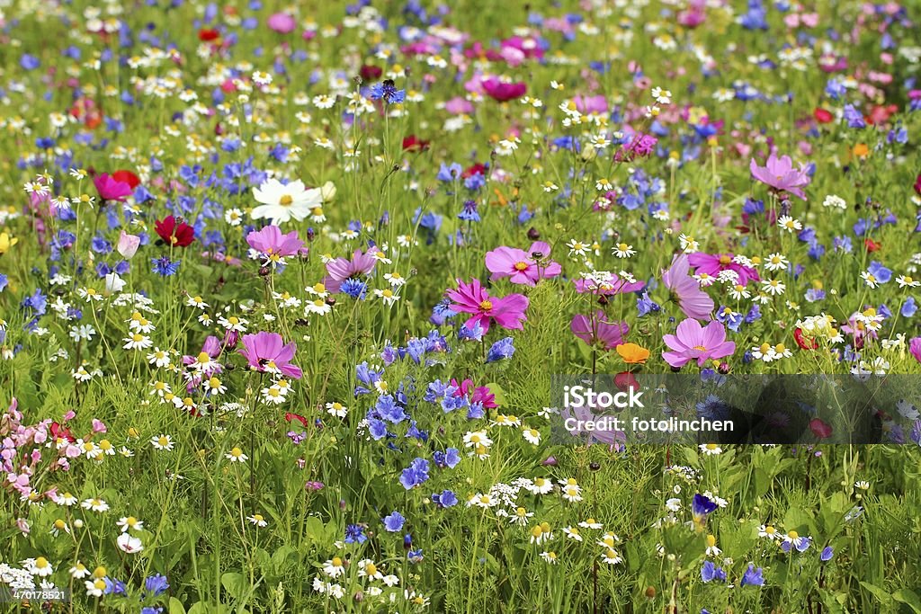 Wildblumen - Lizenzfrei Blume Stock-Foto