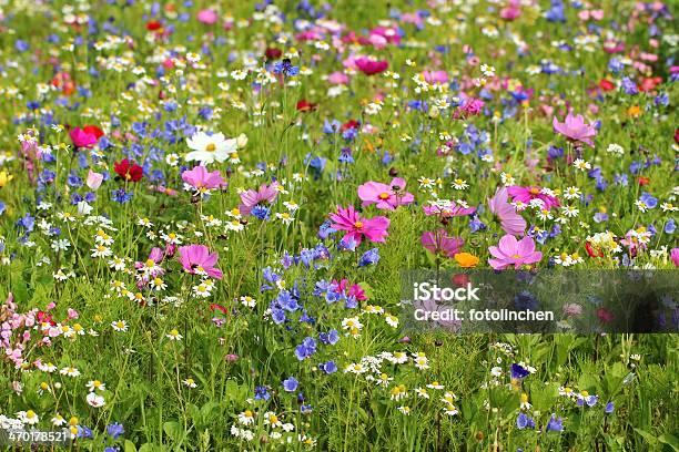 Wildblumen Stockfoto und mehr Bilder von Blume - Blume, Blüte, Formatfüllend