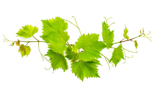 istock banch of vine leaves isolated on white 470179509