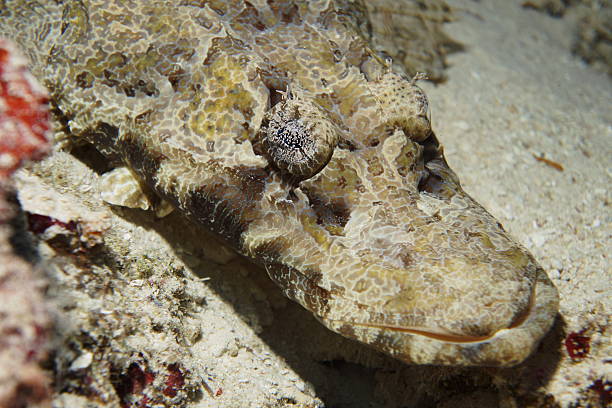 istock Crocodile Flathead at Wakatobi, Indonesia 470181684