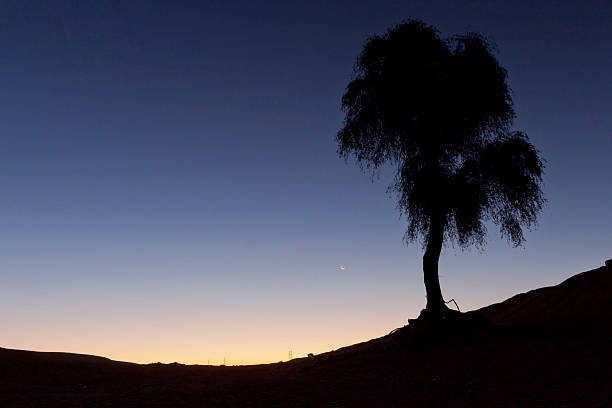 istock Silhouette of the tree in Dubai desert 470182320