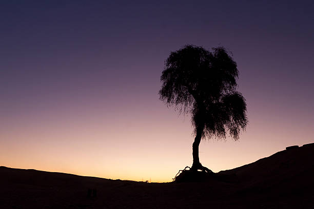 istock Silhouette of the tree in Dubai desert 470182324