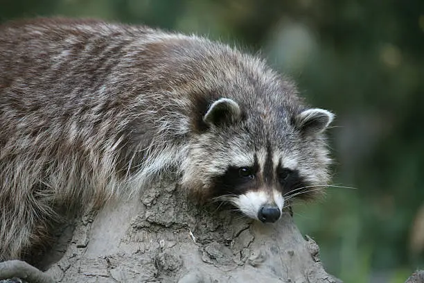 Raccoon