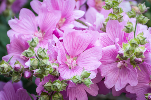 Lavatera, also known as tree mallow or rose mallows
