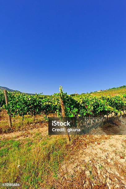 Vineyard Stock Photo - Download Image Now - 2015, Agricultural Field, Agriculture