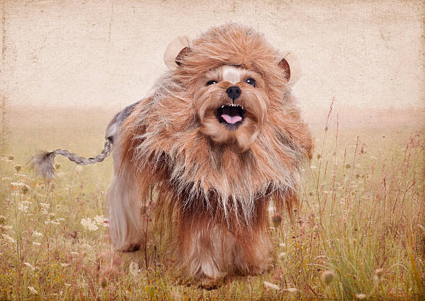 istock Yorkshire Terrier Dog As a Lion 470186131