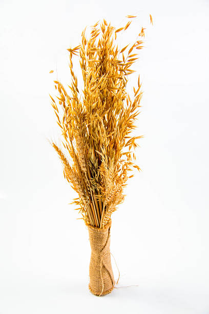 istock spike of oat closeup and isolated. 470190194