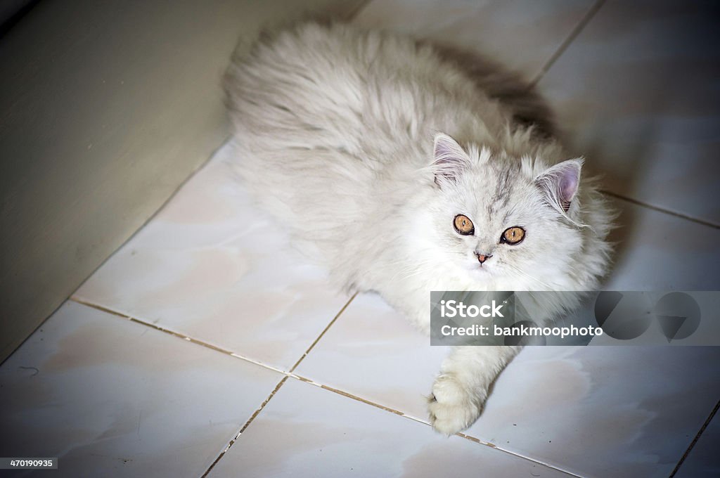 look cat me now Persian cat me Alertness Stock Photo