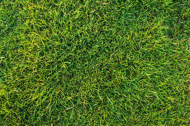 textura de fondo de hierba verde fresca - on top of grass scenics field fotografías e imágenes de stock