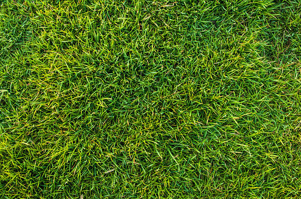 sfondo di trama di erba verde fresca - grass meadow textured close up foto e immagini stock