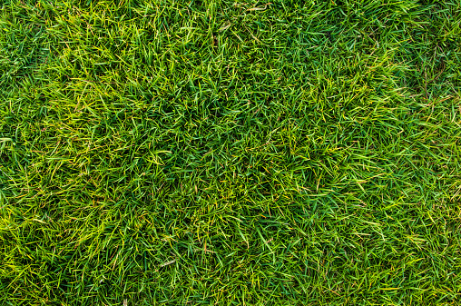 texture background of fresh green grass