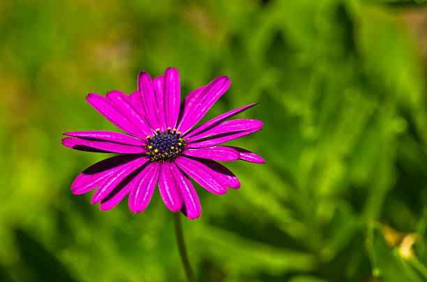 istock Closeup of a large magenta flower 470193204