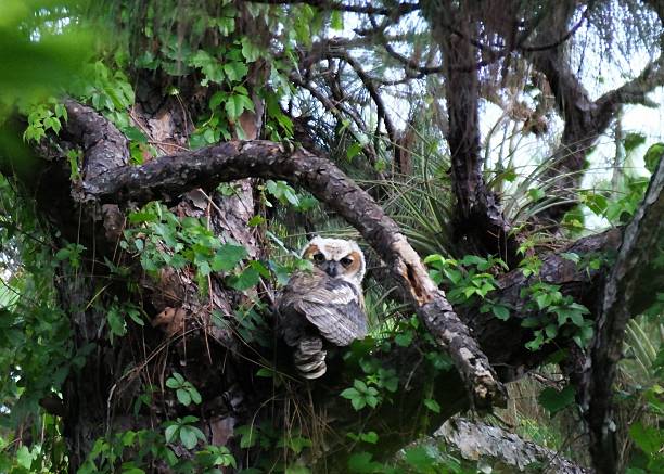 istock Great Horned Owl (Bubo virginianus) 470193212