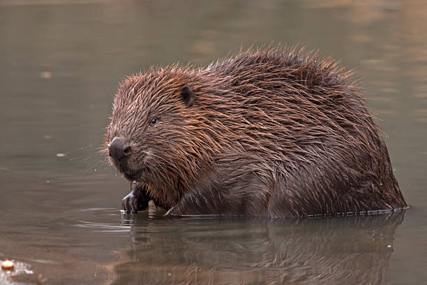 istock Close-up of beaver 470193354