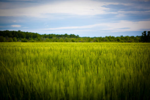 Field of wheat stock photo