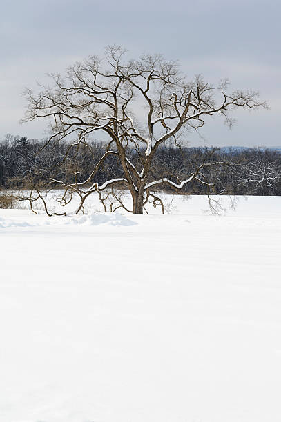 istock Oak Tree Standing in Snowy Winter Field with Copy Space 470195693