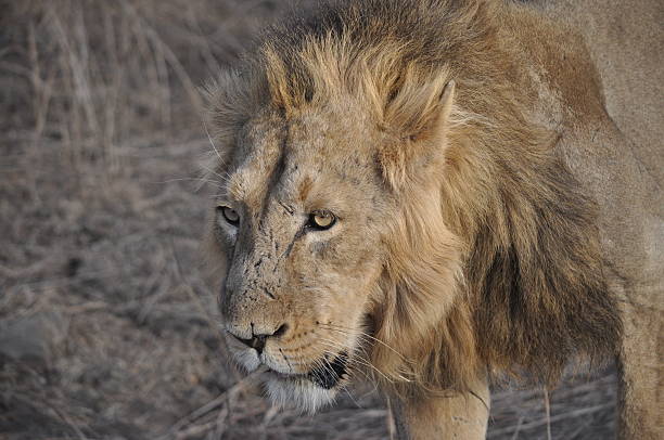 istock King Of The Jungle! 470196057