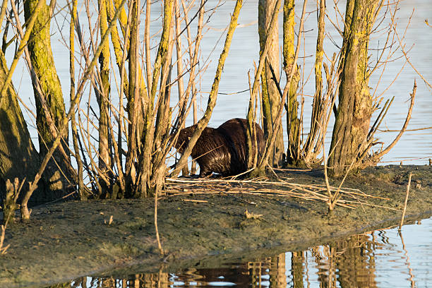 istock Nutria who sleep on the island 470198108