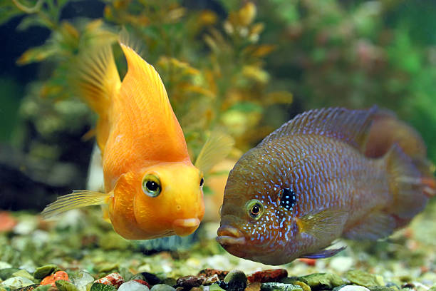 istock Hemichromis bimaculatus together with Cichlasoma parrot 470198290