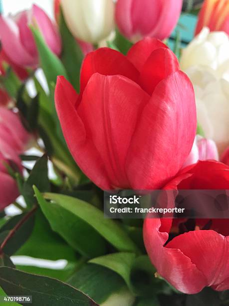 Colorful Tulips Bouquet Stock Photo - Download Image Now - 2015, Anniversary, Arrangement