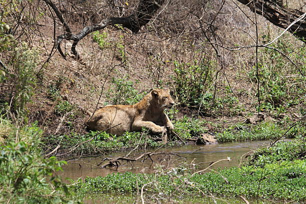 istock Thirsty lion, Tanzania 470199020