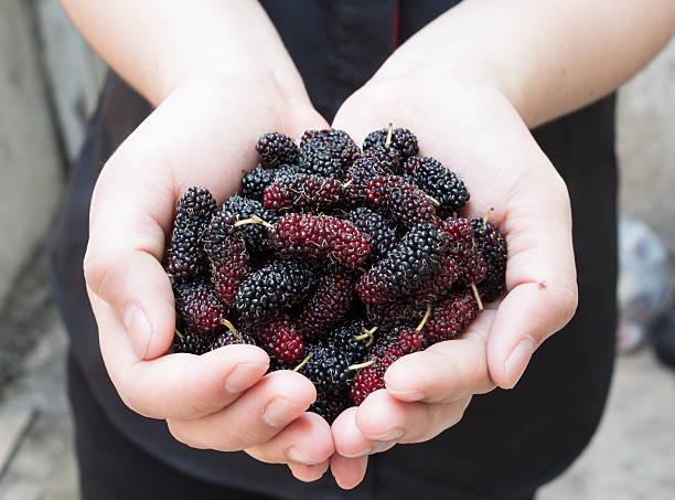 istock fresh berry in tropical country in hand 470199556