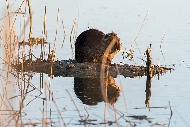 istock Nutria who sleep on the island 470199646