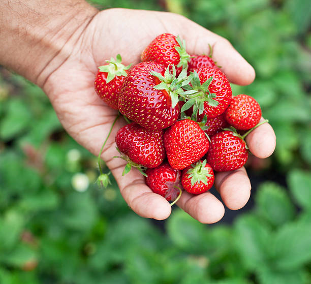 istock Strawberry fruits in a man's hands. 470201072