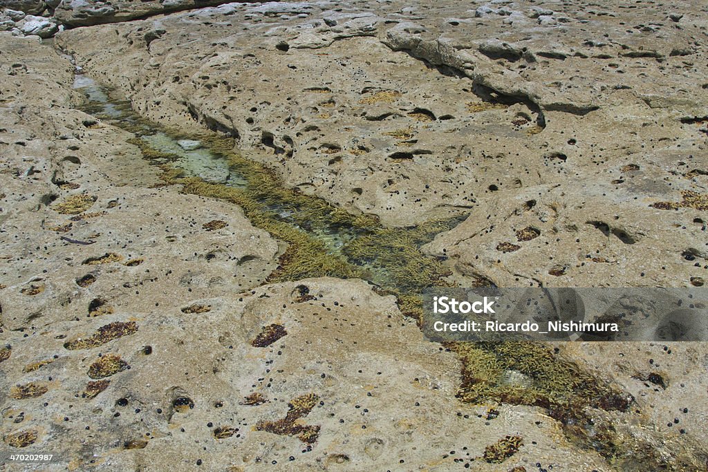 Jervis Bay National Park - Foto de stock de Ajardinado royalty-free