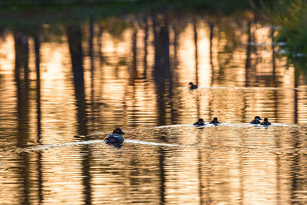 Goldeneye with ducklings Goldeneye with ducklings in lake at sunrise female goldeneye duck bucephala clangula swimming stock pictures, royalty-free photos & images