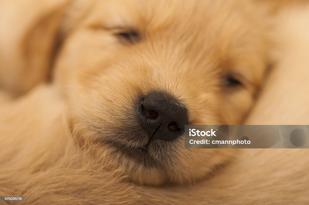 Golden retriever Welpen Schlafen - Lizenzfrei Domestizierte Tiere Stock-Foto