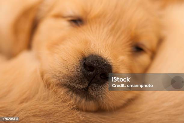 Golden Retriever Welpen Schlafen Stockfoto und mehr Bilder von Domestizierte Tiere - Domestizierte Tiere, Fotografie, Golden Retriever