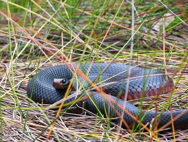 Red Bellied Black Snake on Reeds