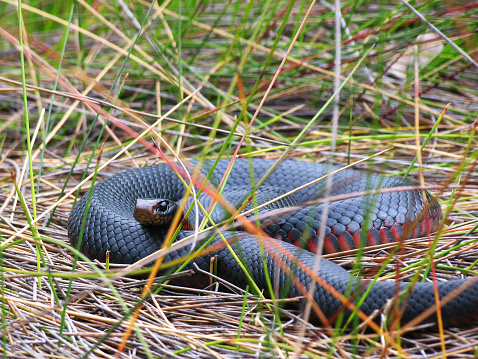 A Red Bellied Black Snake on Reeds Jibbon Swamp NSW Australia