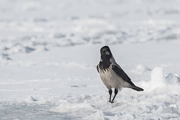 Grey crow stock photo