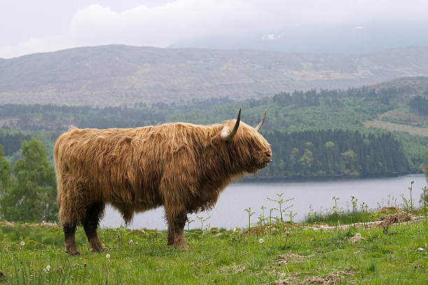 istock Highlands Scotland bull 470206016
