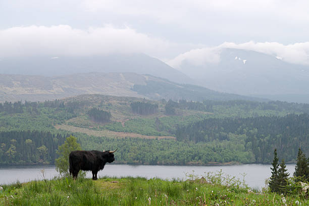 istock Black bull in Scotland 470206054