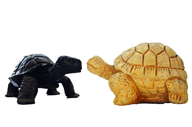 istock Terrapin Turtle with Sea turtles figure 470206172