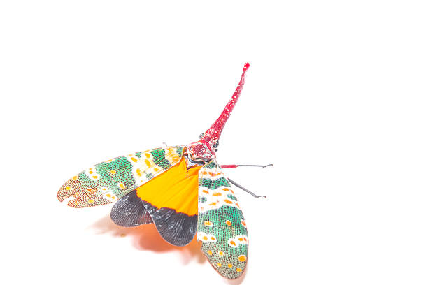 istock Lanternfly, the insect on tree fruits 470206680