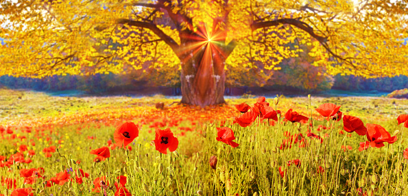 Scenic landscape with poppies flowers and trees with yellow leaves wits sun`s glow