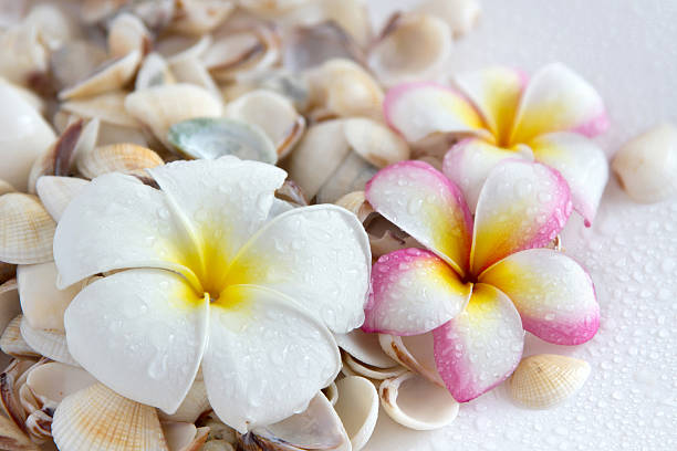 plumeria flores - japanese culture massaging single flower nature - fotografias e filmes do acervo