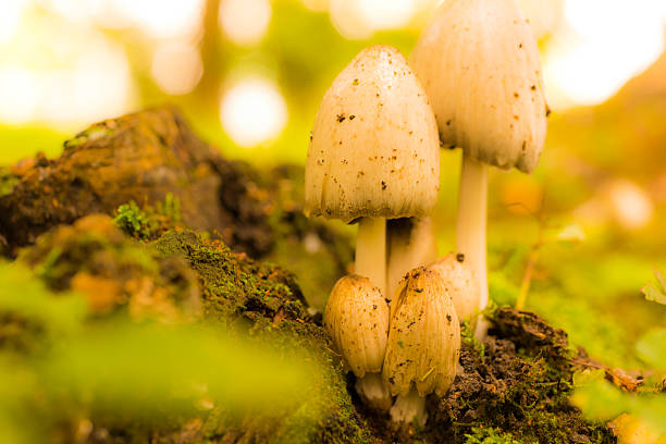 istock Mushrooms in a forest near snags 470209618