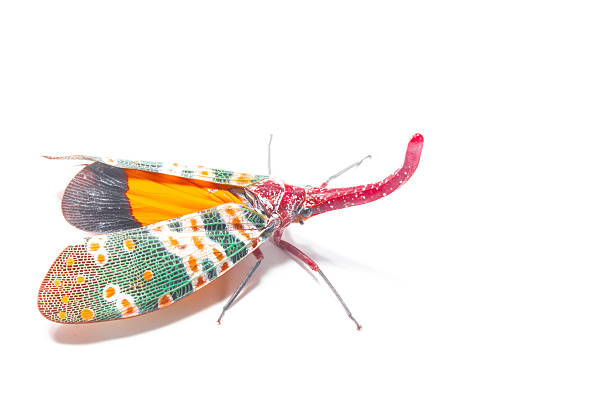istock Lanternfly, the insect on tree fruits 470209796