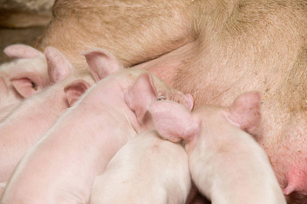 istock Little piglets suckling their mother 470211006