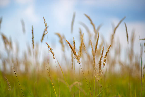 grass prairie stock photo