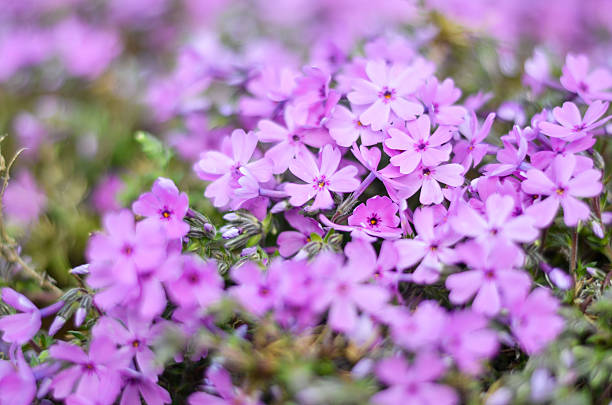 fioletowe kwiaty - campanula bluebell natures houseplant zdjęcia i obrazy z banku zdjęć