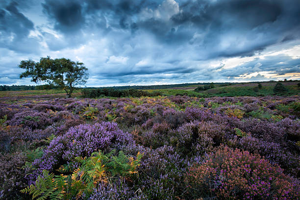 Heather In The New Forest A stunning stormy New Forest scene, with the Purple, and Pink Heather in full bloom, against the backdrop of a dramatic sky. new forest stock pictures, royalty-free photos & images